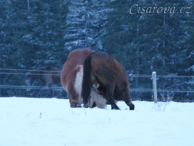 Koně dovádějí při svítání, dvouletý norik Cherokee a roční hannover Ramon. (Kvalita fotek je horší, bylo hodně málo světla, teprve svítalo...)