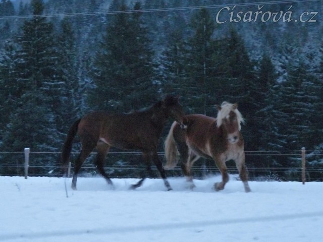 Koně dovádějí při svítání, dvouletý norik Cherokee a roční hannover Ramon. (Kvalita fotek je horší, bylo hodně málo světla, teprve svítalo...)