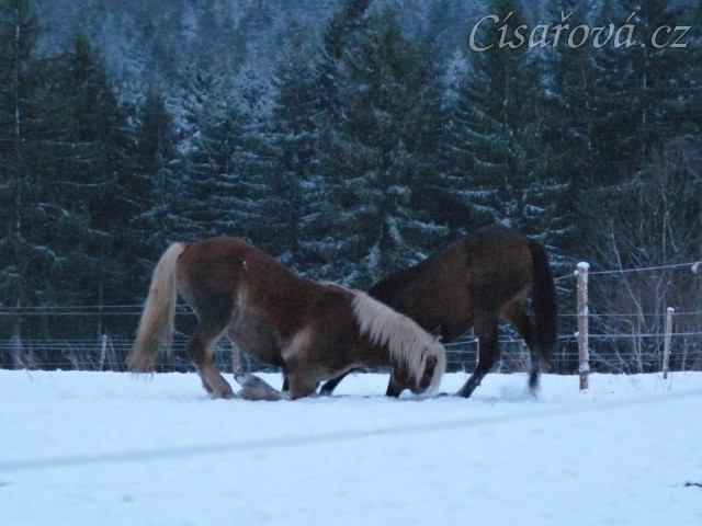 Koně dovádějí při svítání, dvouletý norik Cherokee a roční hannover Ramon. (Kvalita fotek je horší, bylo hodně málo světla, teprve svítalo...)