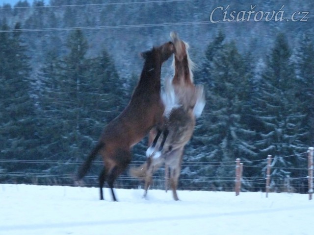 Koně dovádějí při svítání, dvouletý norik Cherokee a roční hannover Ramon. (Kvalita fotek je horší, bylo hodně málo světla, teprve svítalo...)
