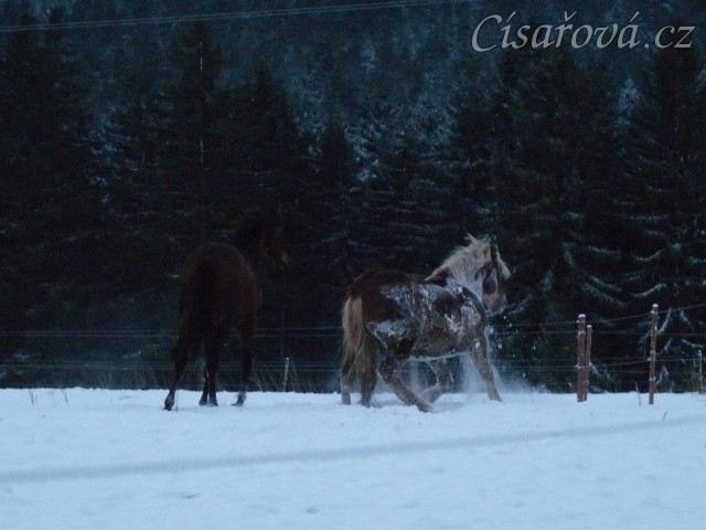 Koně dovádějí při svítání, dvouletý norik Cherokee a roční hannover Ramon. (Kvalita fotek je horší, bylo hodně málo světla, teprve svítalo...)