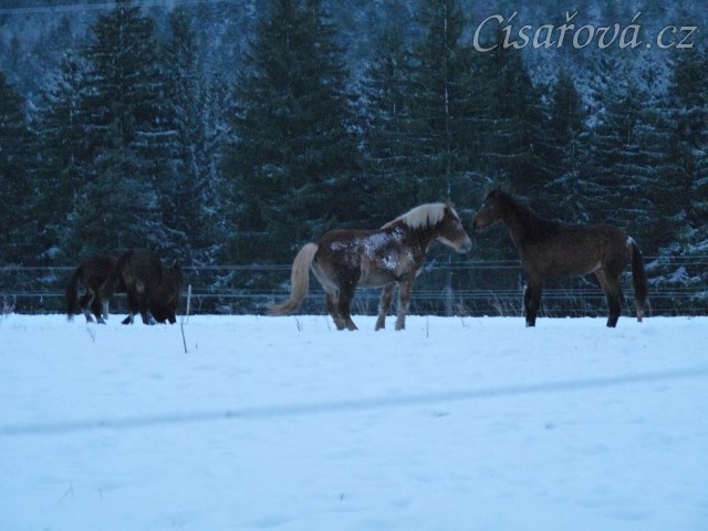 Mladí hřebci dovádí při svítání. (Kvalita fotek je horší, bylo hodně málo světla, teprve svítalo...)