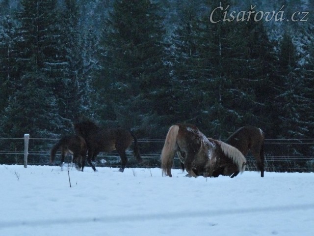 Mladí hřebci dovádí při svítání. (Kvalita fotek je horší, bylo hodně málo světla, teprve svítalo...)