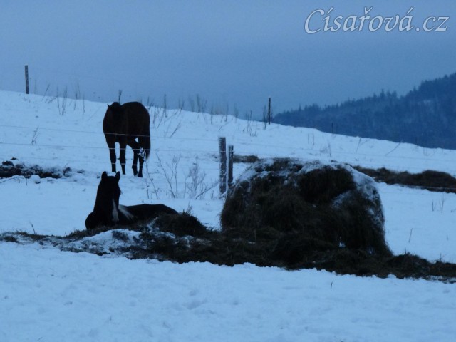 Roční Fizzino má ranní siestu... (Kvalita fotek je horší, bylo hodně málo světla, teprve svítalo...)