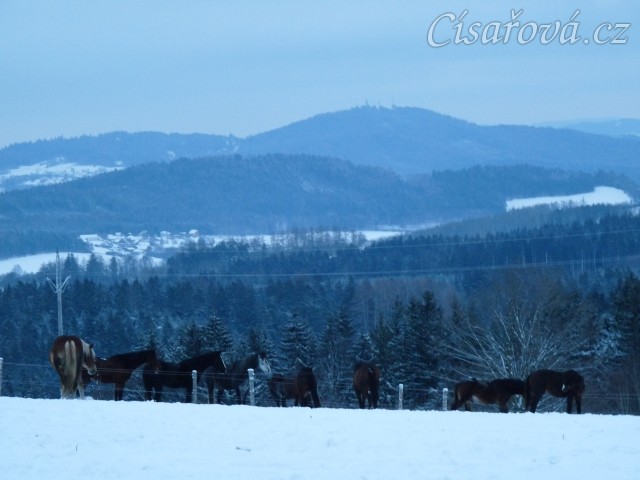 Koně při svítání. (Kvalita fotek je horší, bylo hodně málo světla, teprve svítalo...)