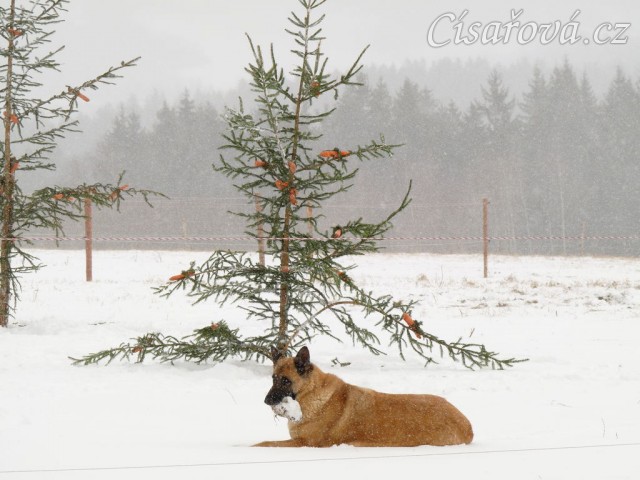 Samantha hlídá stromečky:-)