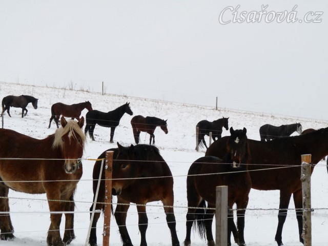 Koně koukají, co se jim to připravuje...