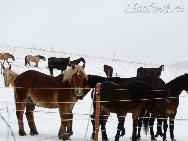 Koně koukají, co se jim to připravuje...