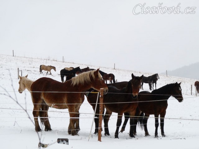 Koně koukají, co se jim to připravuje...