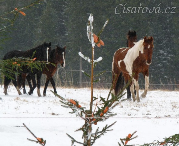 Stádo míří ke stromečkům