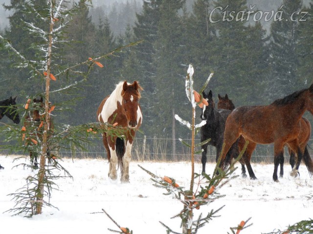 Stádo míří ke stromečkům
