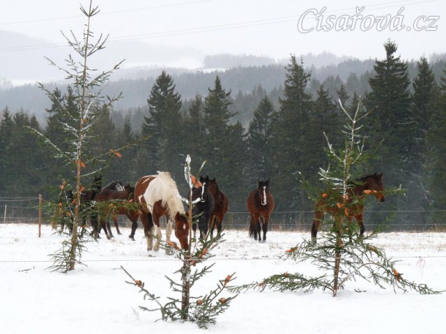 Stádo míří ke stromečkům