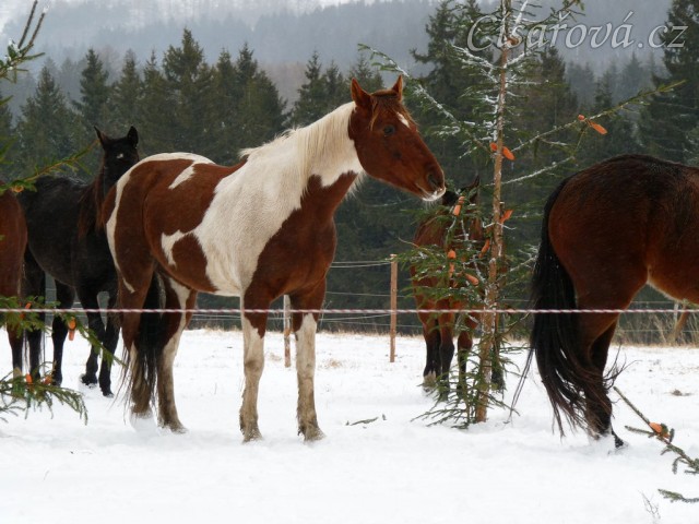 Koně hledají mrkve na větvích