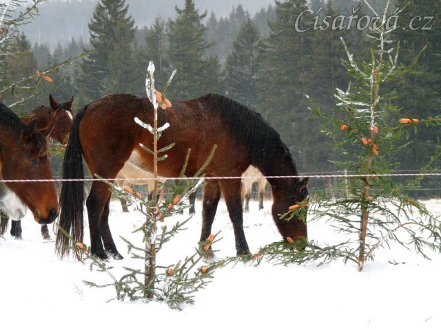 Koně hledají mrkve na větvích