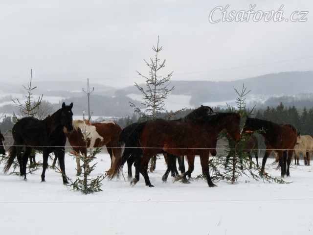O stromečky je zájem...