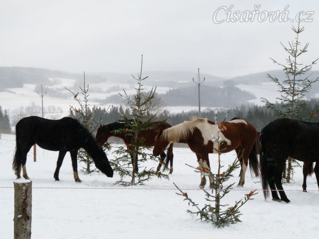 Koně hledají mrkve na větvích