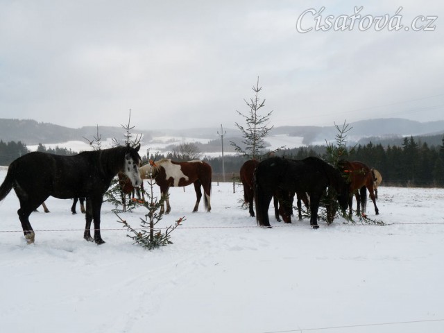 Koně hledají mrkve na větvích