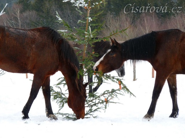 "Kdepak je tam mrkev?"