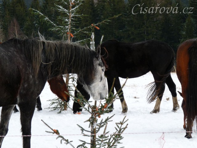 Jared právě našel další mrkev...