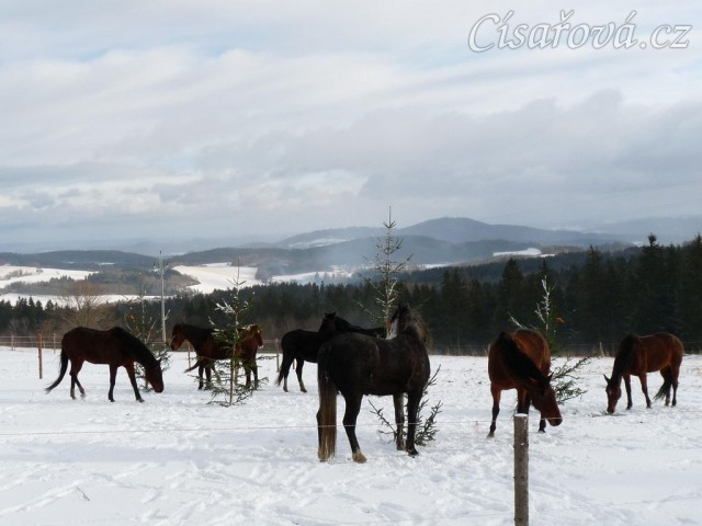 O stromečky byl zájem...