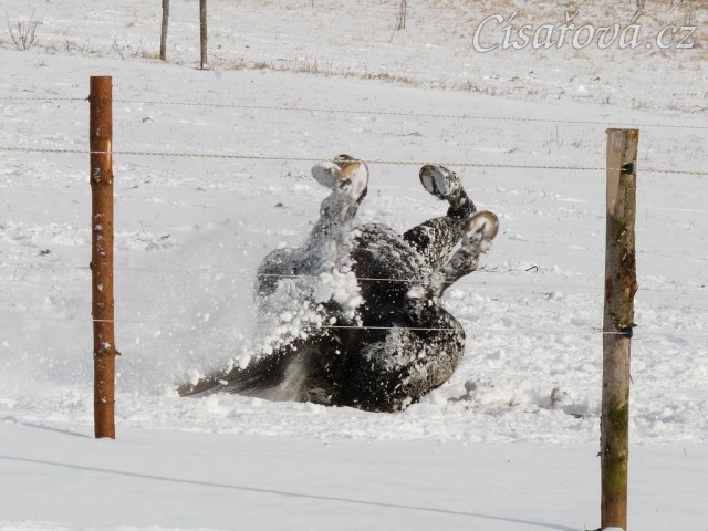 "Obalování se" ve sněhu, aneb přeměna černého koně na bílého:-)