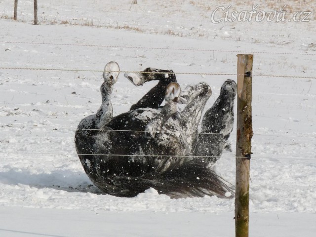 "Obalování se" ve sněhu, aneb přeměna černého koně na bílého:-)