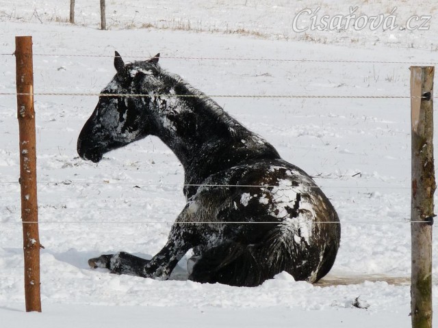 "Obalování se" ve sněhu, aneb přeměna černého koně na bílého:-)