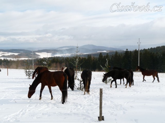 O stromečky byl zájem...