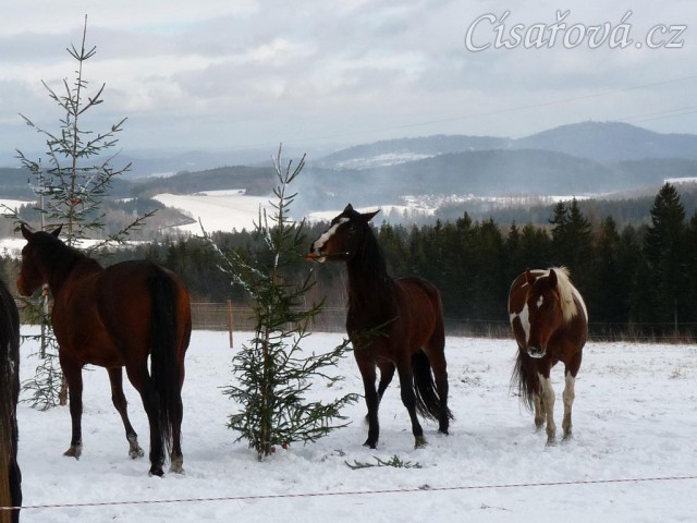 Highlan právě našla další mrkev...