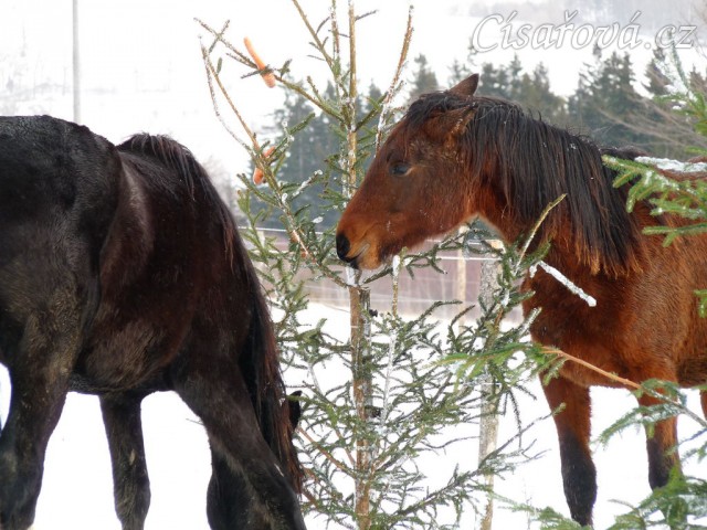 "Kde jsou ty další mrkve?"
