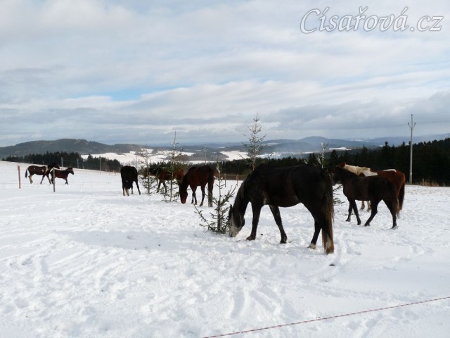 Stádo spokojeně chroupe mrkve...