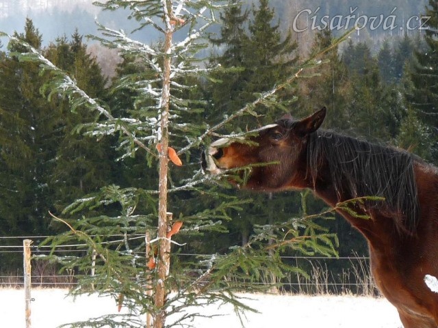 "Kudy jen se k té mrkvi dostanu?"