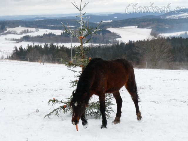 Gimli si vzal jednu mrkev a odchází...