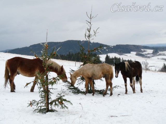 Hřebci hledají mrkve na stromkách...