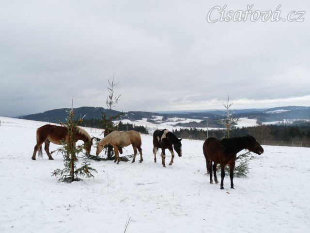 Hřebci hledají mrkve na stromkách...