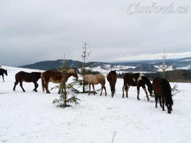 Hřebci hledají mrkve na stromkách...