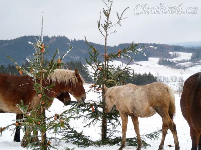 O stromečky byl velký zájem...