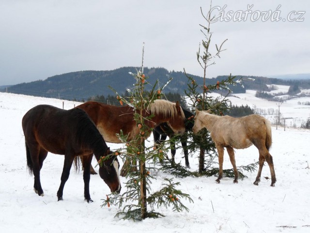 O stromečky byl velký zájem...