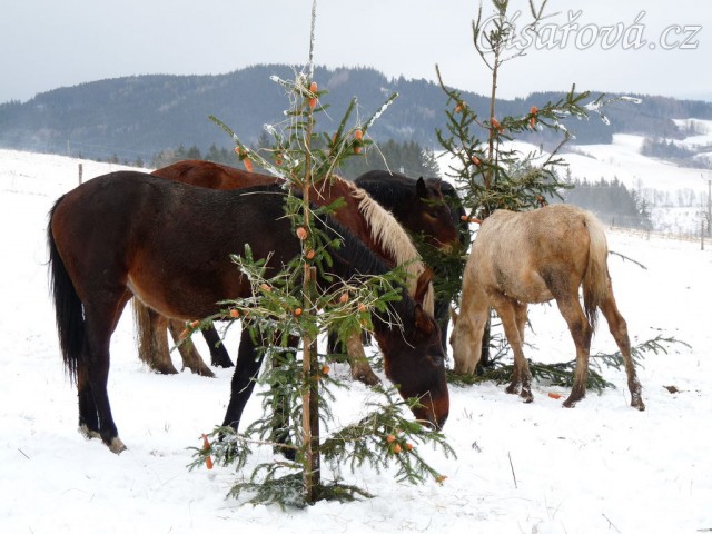 O stromečky byl velký zájem...