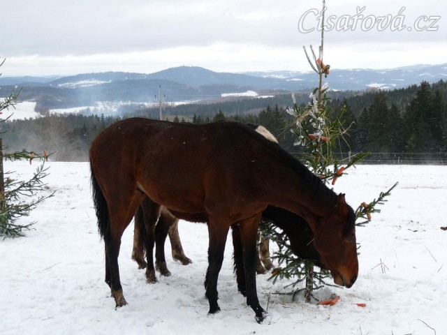 O stromečky byl velký zájem...