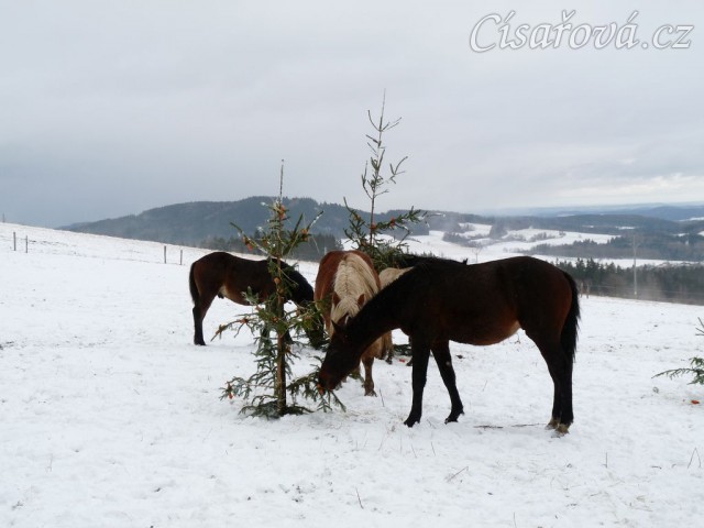 O stromečky byl velký zájem...