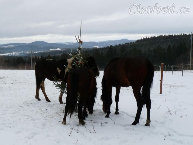 O stromečky byl velký zájem...