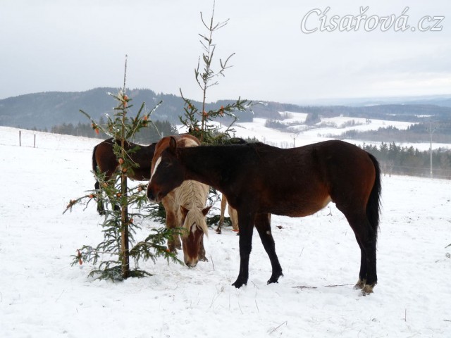 O stromečky byl velký zájem...