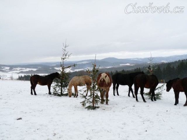O stromečky byl velký zájem...