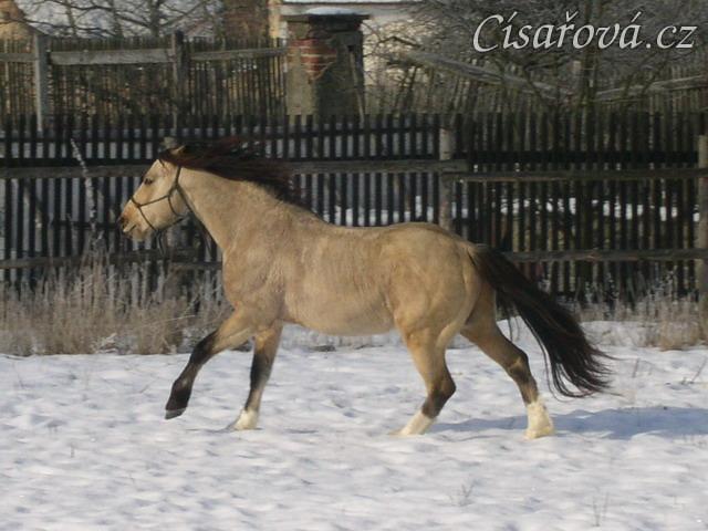 Parellistění ve volnosti, Galen se právě "rozbil" a vesele utíká z dosahu "parellisty"