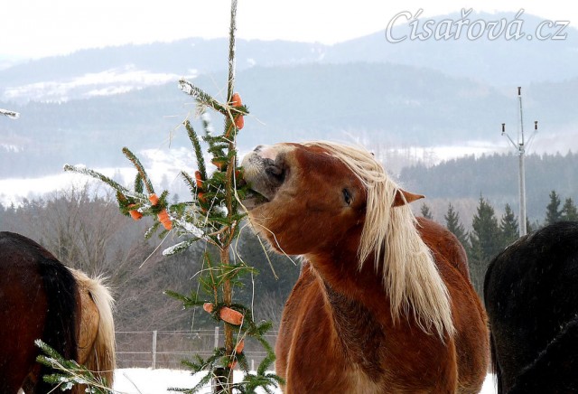 Nejlepší "hledač" byl Cherokee:-)