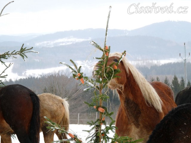 Nejlepší "hledač" byl Cherokee:-)