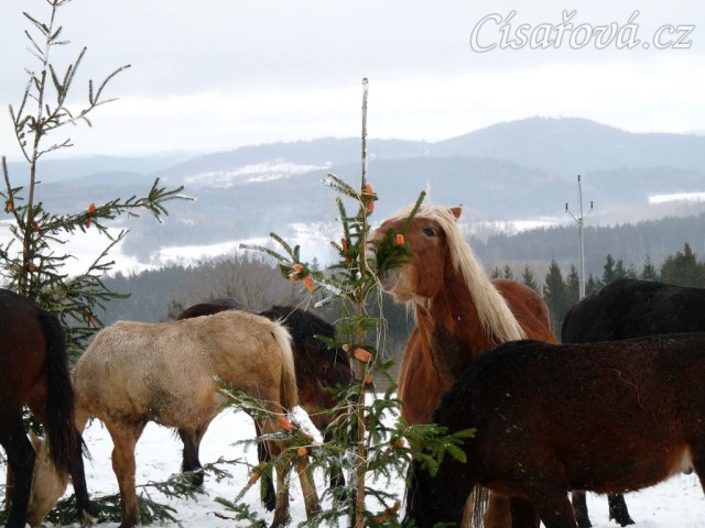 Nejlepší "hledač" byl Cherokee:-)
