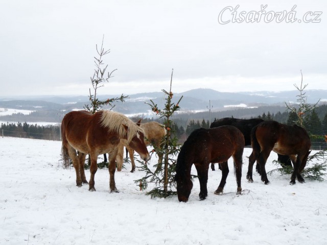 O stromečky byl velký zájem...
