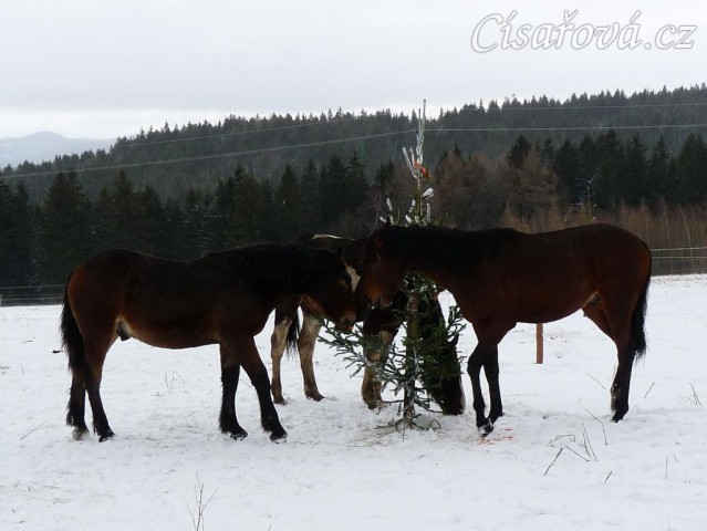 O stromečky byl velký zájem...